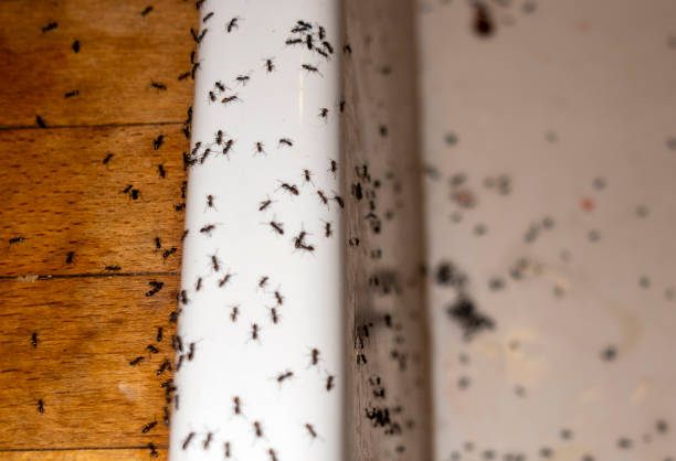 Bird Control in Mead, WA