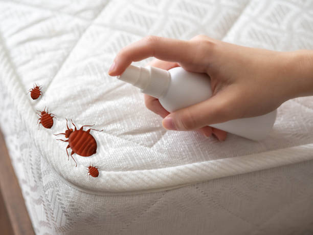 Best Termite Control Services  in Mead, WA