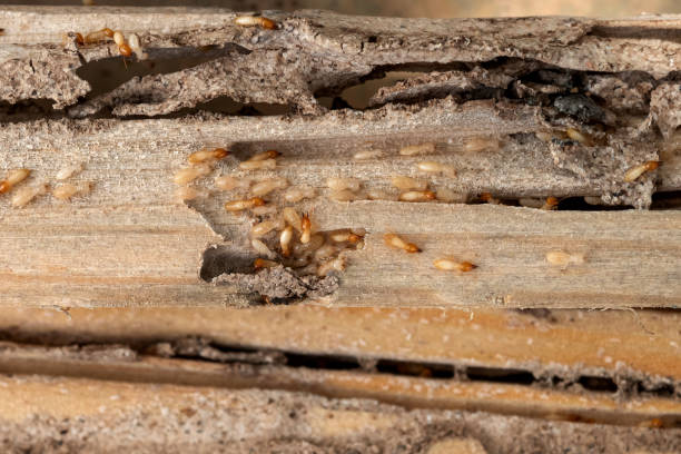 Mead, WA Pest Control Company